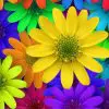 Quadro Decorativo Floral - Girassóis Coloridos - Image 5